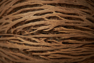 Beautiful volumetric texture of the outer shell of coconut, close-up.