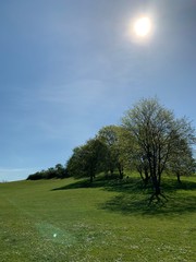 Park, Wald, Bäume, Blumen, See, Frühling
