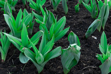 beds with young green onion-garlic 