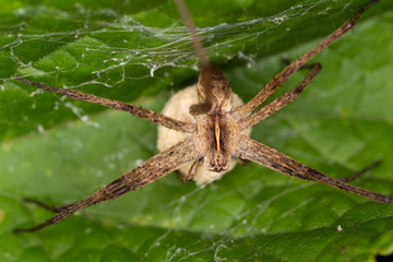 Pisaura sp. spider in natural environment on green leaf, top view, closeup. The spider Pisaura sp. with cocoon. 