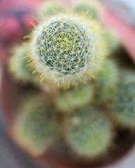 Cactus. Succulent plant.
