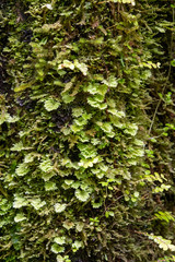 Moos mit kleinen Farnblättern dazwischen grün an einem Baumstamm