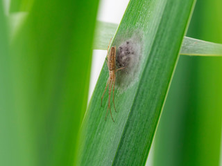 Tetragnatha sp. female spider in nature near laid eggs on green leaf.