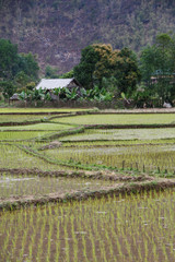 Green rice field at Vietnam in spring