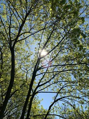 Park, Wald, Bäume, Blumen, See, Frühling