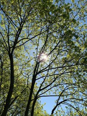 Park, Wald, Bäume, Blumen, See, Frühling