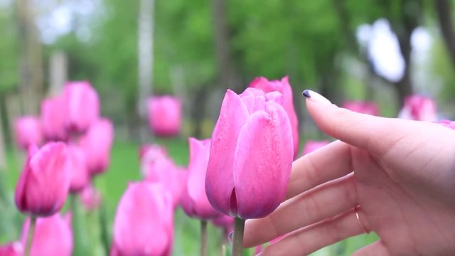 Female hand touches a pink tulip close-up.