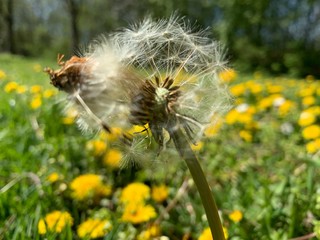 Park, Wald, Bäume, Blumen, See, Frühling