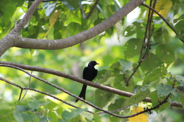blackbird on tree