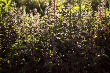green leaves background