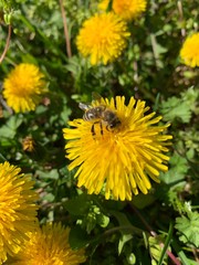 Park, Wald, Bäume, Blumen, See, Frühling