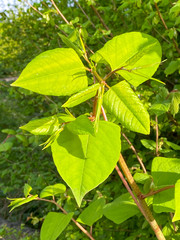 The fast-growing, invasive, plant Japanese Knotweed or 'Polygonum cuspidatum' or Fallopia japonica'