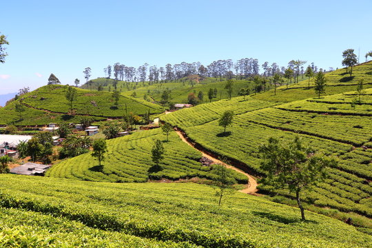 Paysage Plantations de th&eacute; Lipton's Seat Haputale Sri Lanka