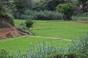 Fototapeta premium Plantation riz en terrasse Ella Sri Lanka