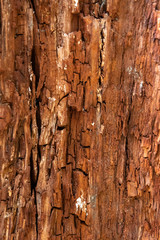 rotbraunes fein strukturiertes Holz mit bröckeligem Muster und Pilzablagerungen