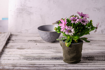 Still life with beauty flower
