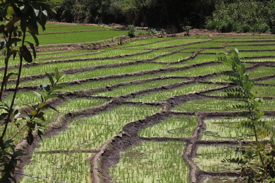 Plantation riz en terrasse Ella Sri Lanka