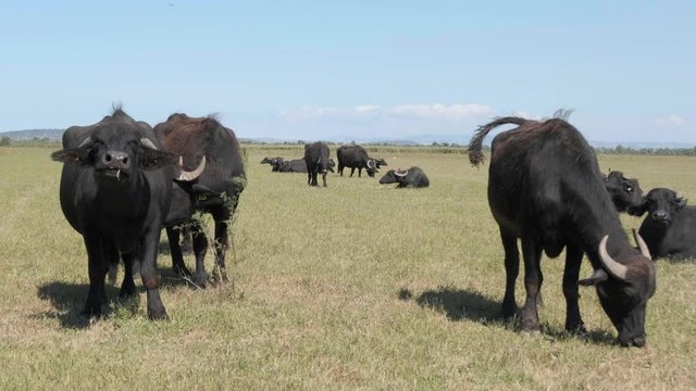 herd of buffalos grazing at nature of karaoglan village, bursa, turkey. Karaoglan village of Bursa is the place which has most buffalo population in Turkey