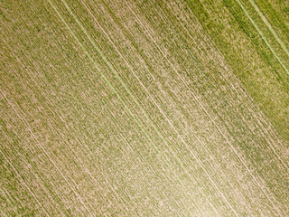 Aerial top down photo of the crop field.