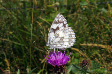 Papillon Demi-Deuil