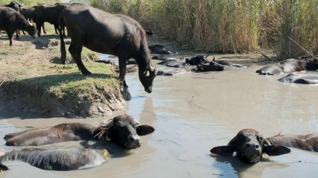 a buffalo is entering to the water while herd of buffalos having bath in river water of karaoglan village, bursa, turkey. Karaoglan village of Bursa is the place which has most buffalo population in T