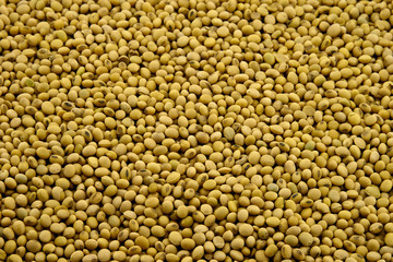 Soya Beans