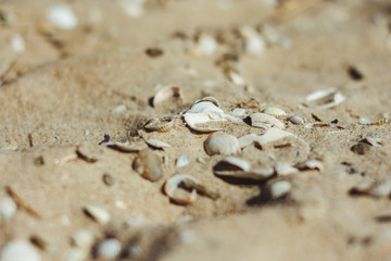 Fototapeta na wymiar Shells / Sand / Sea / Beach