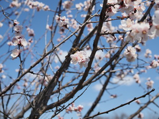 bee collects nectar from a flower of the apricot spring background