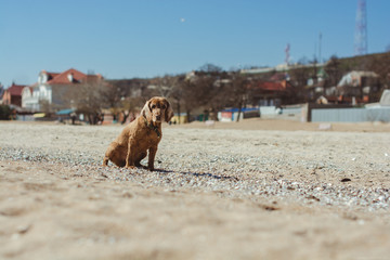 Dog / Sand / Beach / Sea / Animals