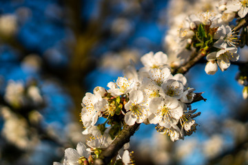 blooming white cherry blossoms in spring