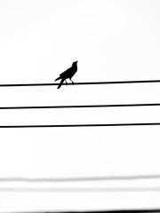 Crow Stood on The Wire and Looked up