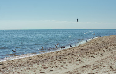 Along the shore
Seagulls / birds / silence / peace / tranquility / harmony / sea / sand / beach / ocean / animals / nature
