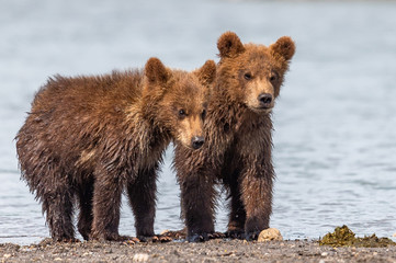 Ruling the landscape, brown bears of Kamchatka (Ursus arctos beringianus)