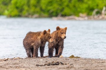 Ruling the landscape, brown bears of Kamchatka (Ursus arctos beringianus)