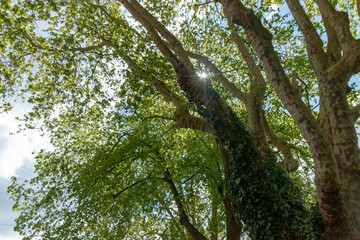 Sunny Day