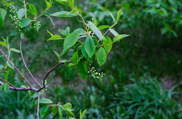 Nature in the spring. Bird cherry blossoms.