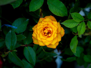 Yellow Red with Many Petals Blooming