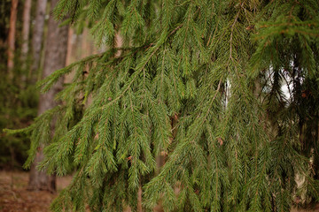 Christmas tree branch in the forest