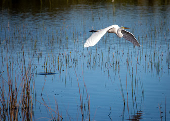 heron in flight