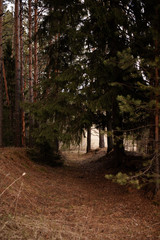 coniferous forest