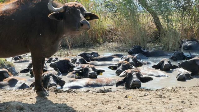 a herd of buffalos  having bath in river water of karaoglan village, bursa, turkey. Karaoglan village of Bursa is the place which has most buffalo population in Turkey