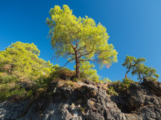 Trees (pines) growing on stones (rocks). Seashore. Bright sunny day. Blue sky.