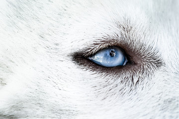 Close up of white husky eye looking up © Thomas