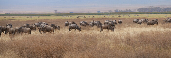 Fototapeta na wymiar Gnu Herde weidend in der Serengeti, Panoramafoto, Ostafrika, Tansania