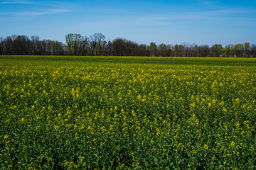 Rapeseed field begins to bloom in early spring, czech 