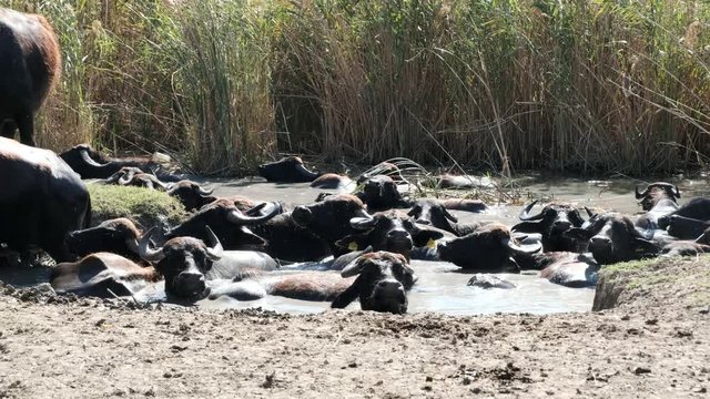 a herd of buffalos  having bath in river water of karaoglan village, bursa, turkey. Karaoglan village of Bursa is the place which has most buffalo population in Turkey