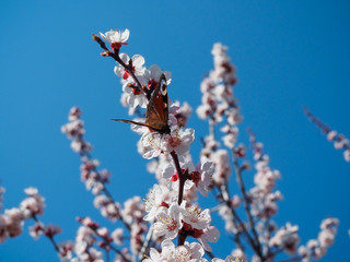 Peacock butterfly on wild cherry blossom. Close up with shallow dof.