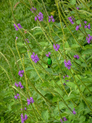 A green Hummingbird sitting on a flower