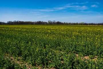 Fototapeta na wymiar Rapeseed field begins to bloom in early spring, czech 