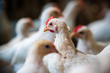 Group of healthy broiler chicken in poultry